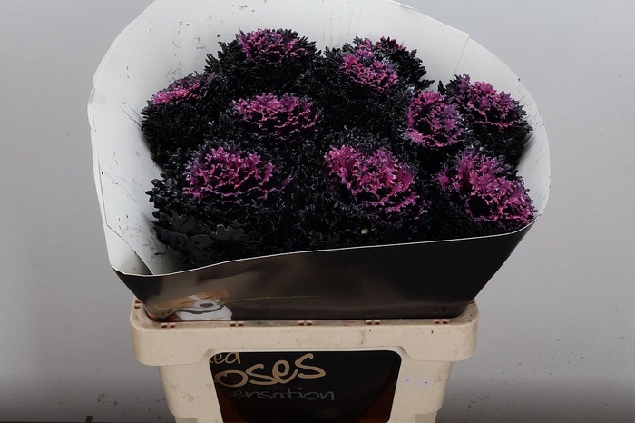 <h4>Brassica Wx (crane) Black Beauty</h4>