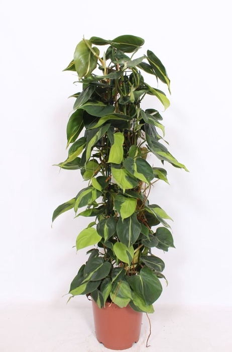 <h4>Philodendron Brasil</h4>