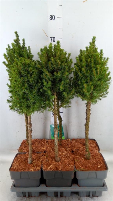 <h4>Picea glauca 'Perfecta'</h4>