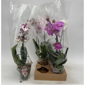 PHAL GEM