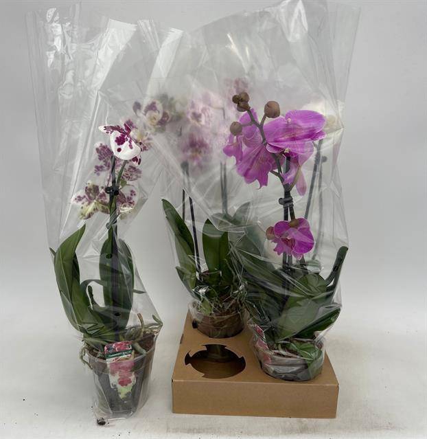<h4>PHAL GEM</h4>