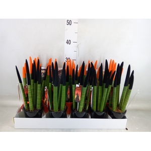 Sansevieria cyl.  ...