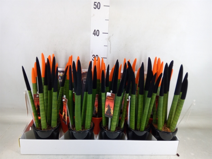 <h4>Sansevieria cyl.  ...</h4>