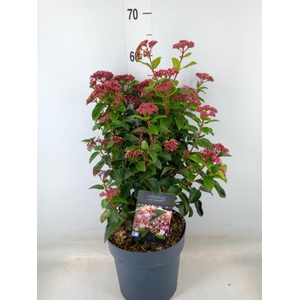 Viburnum tinus