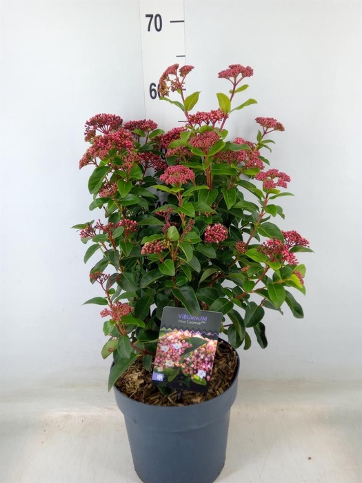 <h4>Viburnum tinus</h4>
