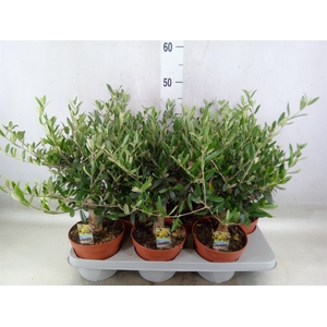 Olea europaea