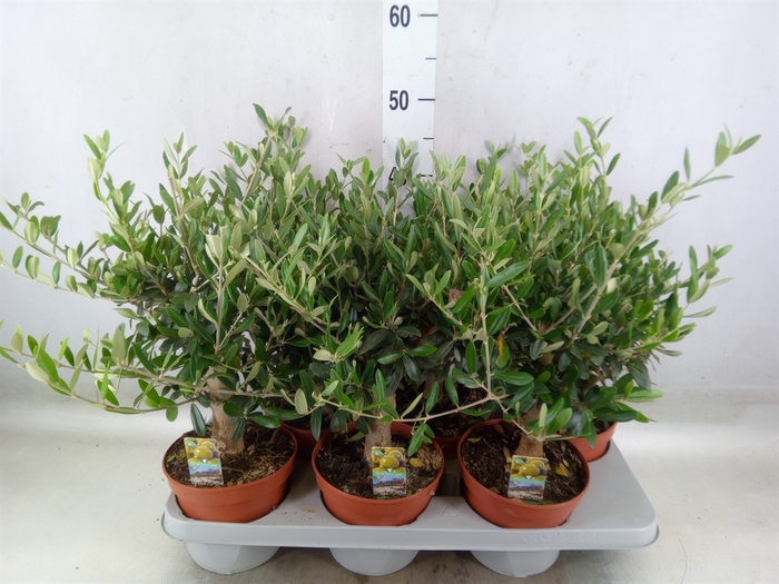 <h4>Olea europaea</h4>