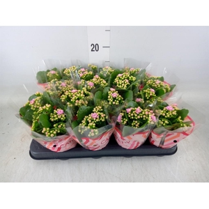 Kalanchoe blos. 'Calandiva Zeta'