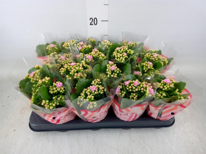 <h4>Kalanchoe blos. 'Calandiva Zeta'</h4>