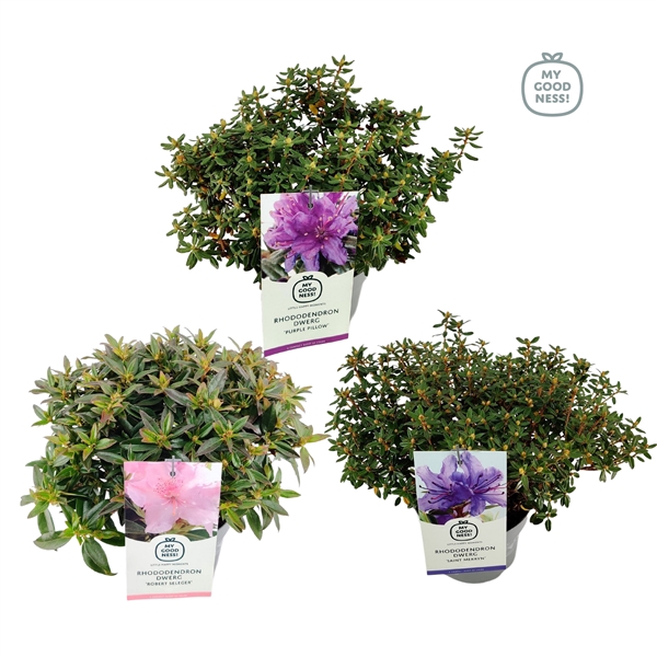 <h4>Rhododendron 30-40 /c2 liter 'Mix CC' Dwerg</h4>