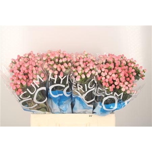 Hyp Coco Casino Pink