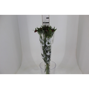 ALSTROEMERIA NATALYA 080 CM
