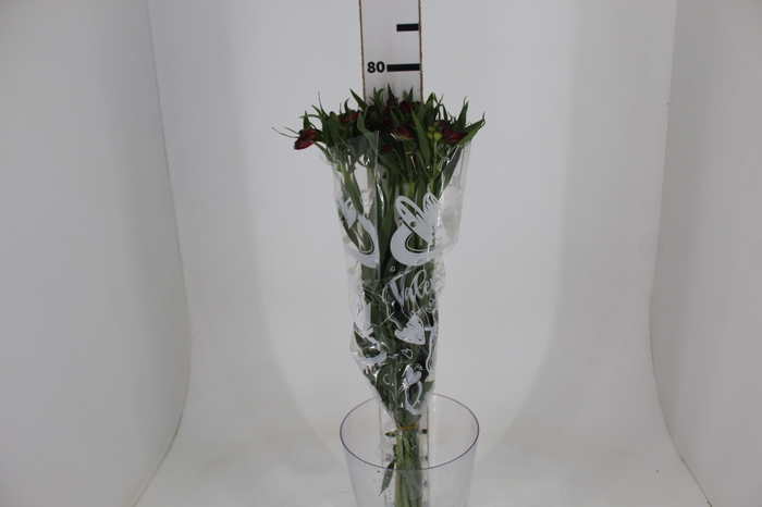 <h4>ALSTROEMERIA NATALYA 080 CM</h4>