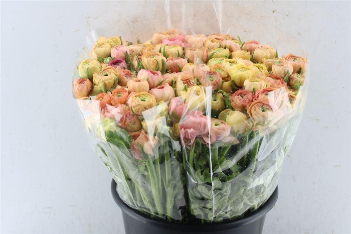 <h4>Ran El Salmon</h4>