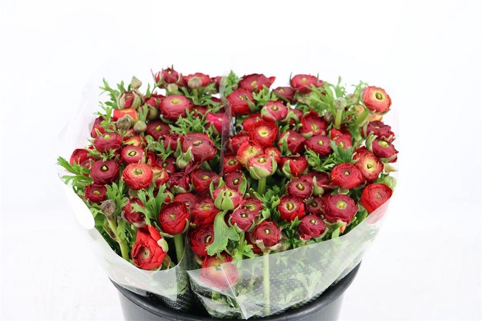 <h4>Ran Elegance Red</h4>