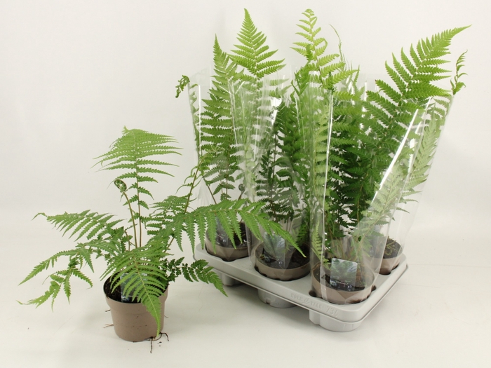 <h4>CYATHEA AUSTRALIS</h4>