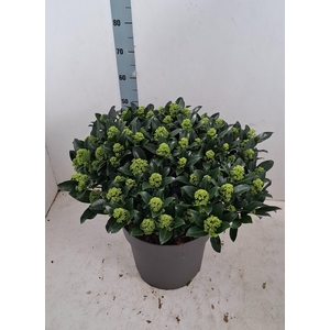White Globe 35 cm 70+ bloem