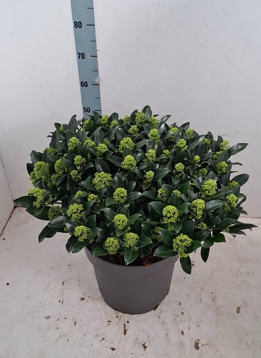 <h4>White Globe 35 cm 70+ bloem</h4>