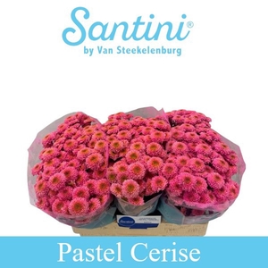 CHR SAN DAVINA KLEURBEHANDELD H% CH