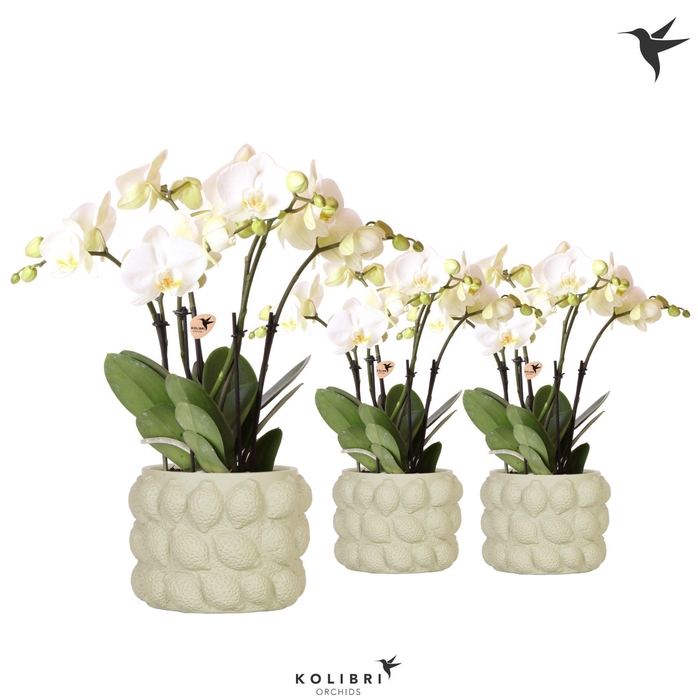 <h4>Kolibri Orchids Phalaenopsis ghent 4spike in citrus green pot</h4>