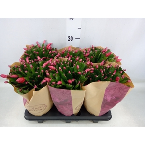 Schlumbergera   ...