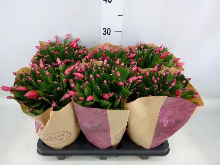 <h4>Schlumbergera   ...</h4>