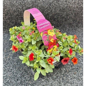 Calibrachoa Mixmasters Tropicana