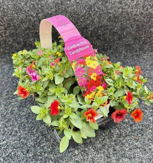 <h4>Calibrachoa Mixmasters Tropicana</h4>
