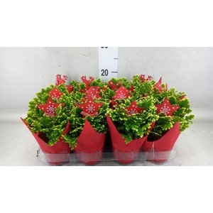 Selaginella martensii 'Jori'