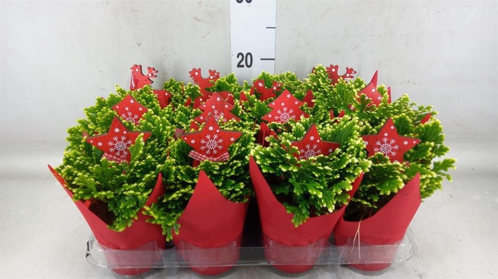 <h4>Selaginella martensii 'Jori'</h4>