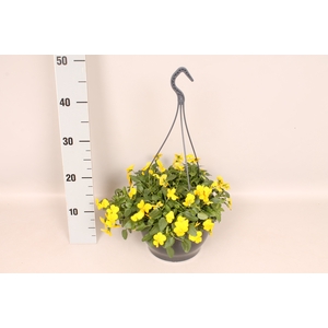 Hangpot 23 cm Viola cornuta Yellow