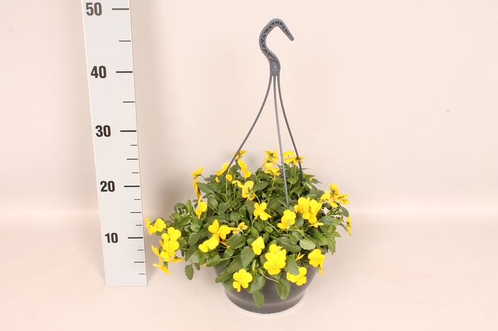 Hangpot 23 cm Viola cornuta Yellow