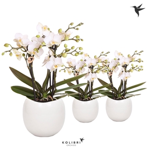 Kolibri Orchids Phalaenopsis Zurich 3 spike in Bowl pot white