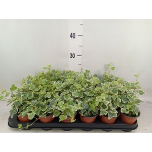 Hedera helix 'White Wonder'