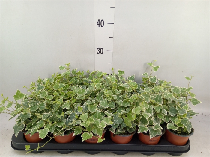 <h4>Hedera helix 'White Wonder'</h4>