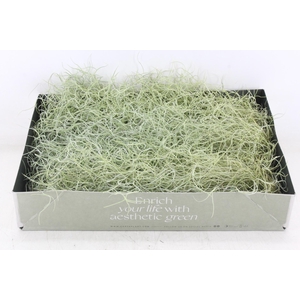 arr3 CP - Usneoides x6