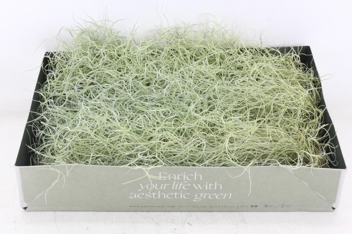 <h4>arr3 CP - Usneoides x6</h4>