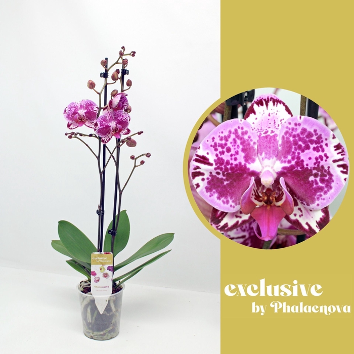 <h4>Phalaenopsis overig paars (meerdere</h4>
