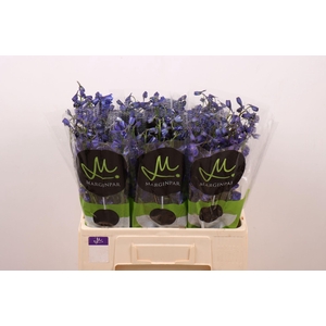 Delph Bella Andes Azure