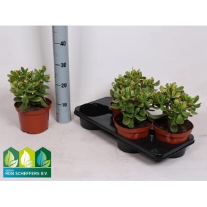 Crassula ovata Sunset 17Ø 26cm