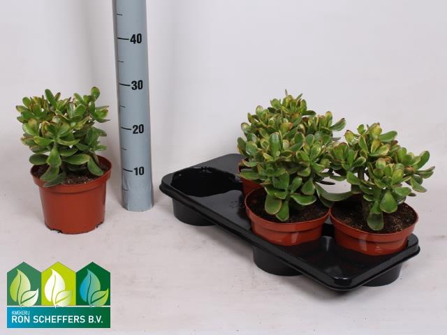 Crassula ovata Sunset 17Ø 26cm