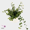 .Muehlenbeckia complexa maori