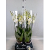Phalaenopsis  'Ant Inverness'