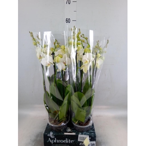 Phalaenopsis  'Ant Inverness'