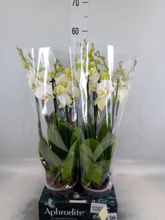 Phalaenopsis  'Ant Inverness'