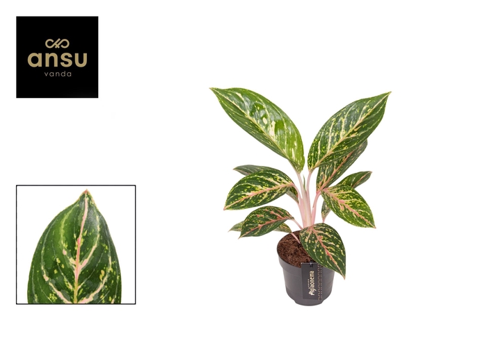 <h4>Aglaonema overig</h4>