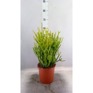 Euphorbia tirucalli