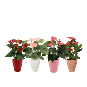 Anthurium 4 color mix in Carly ceramics
