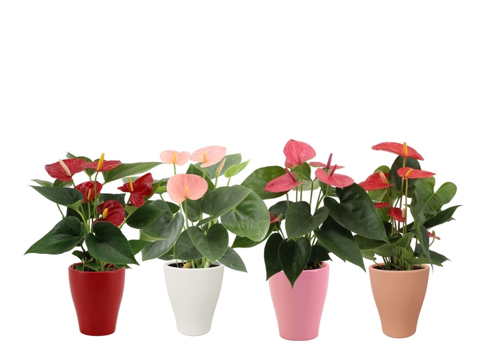 <h4>Anthurium 4 color mix in Carly ceramics</h4>