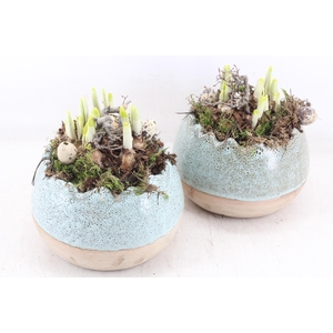 arr4 Narcis MB - Luxe kartel ei 338/3